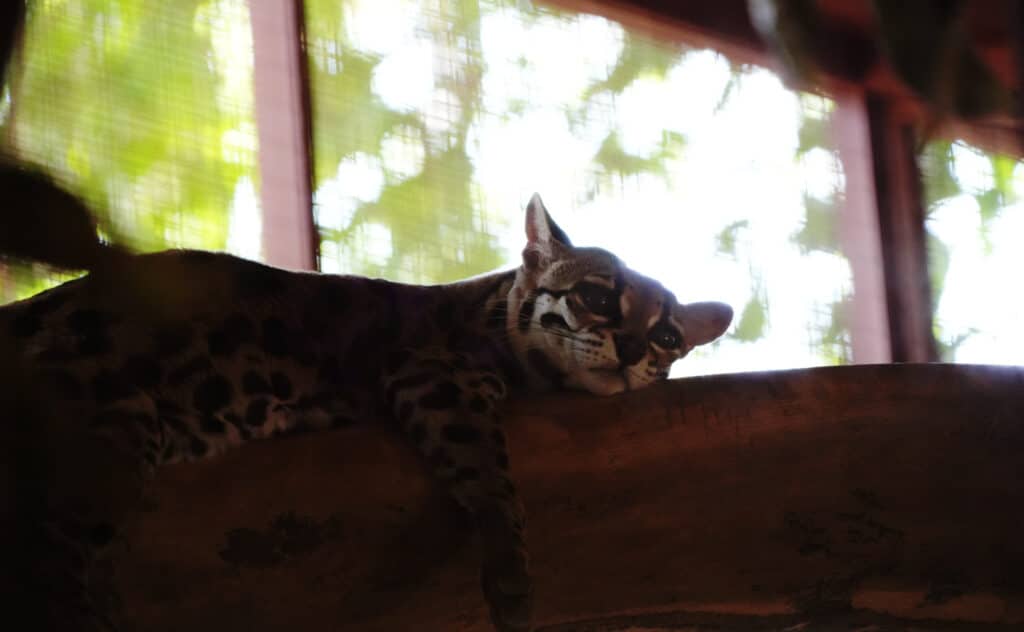 Jaguar Rescue Centre in Puerto Viejo