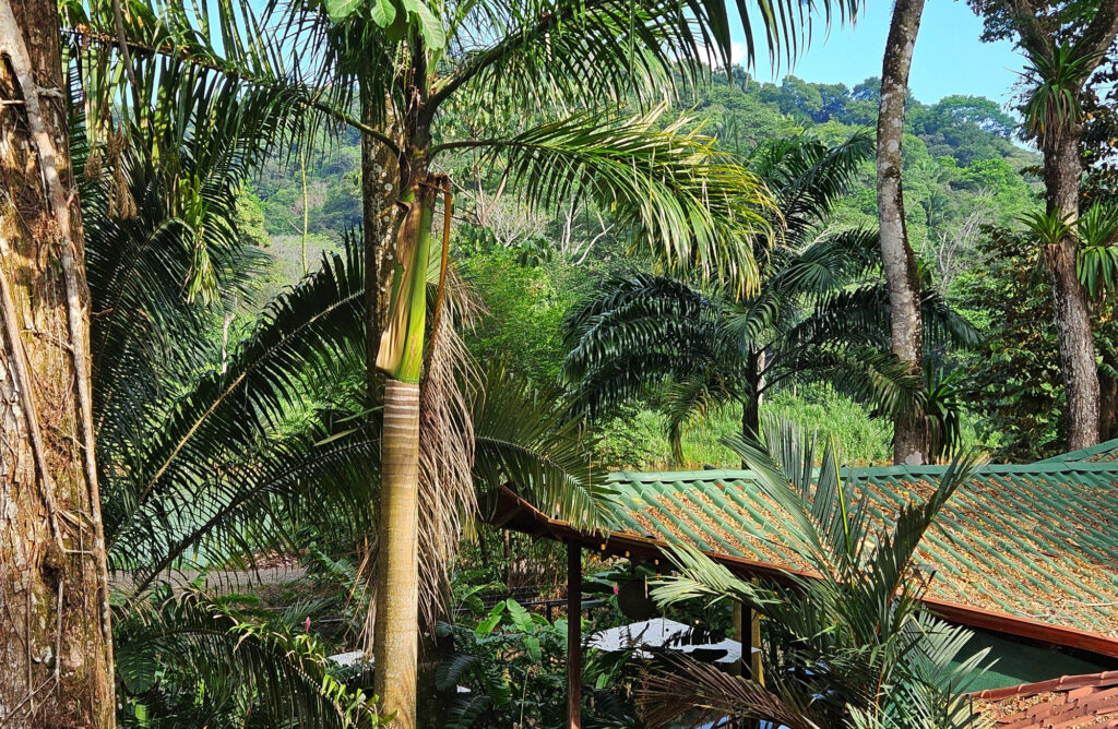 Rockstar Yoga in Dominical