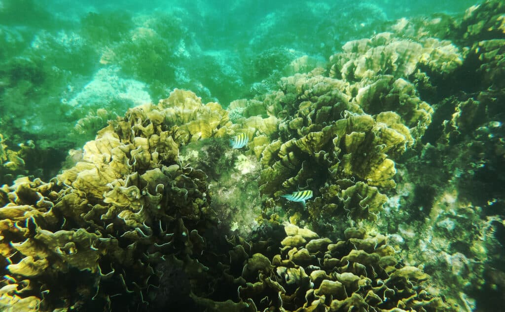 Snorkeling in Cahuita