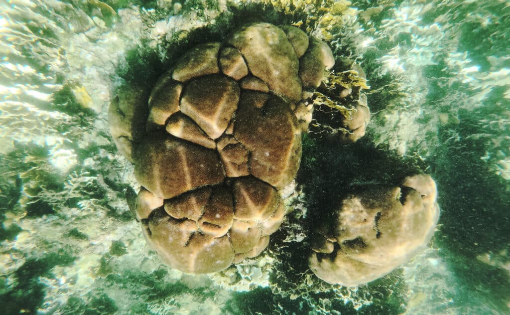 Snorkeling in Cahuita