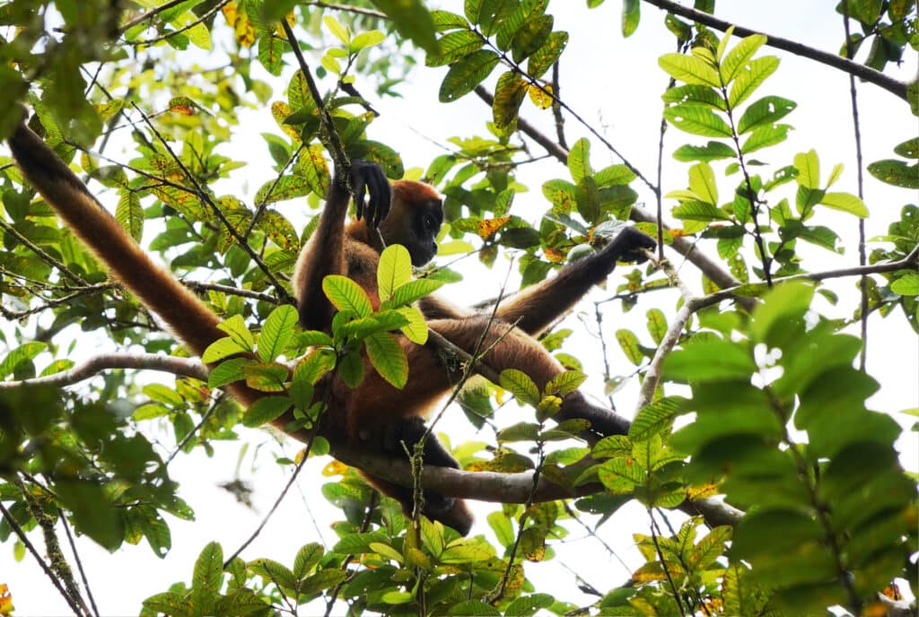 Spider monkey in Costa Rica