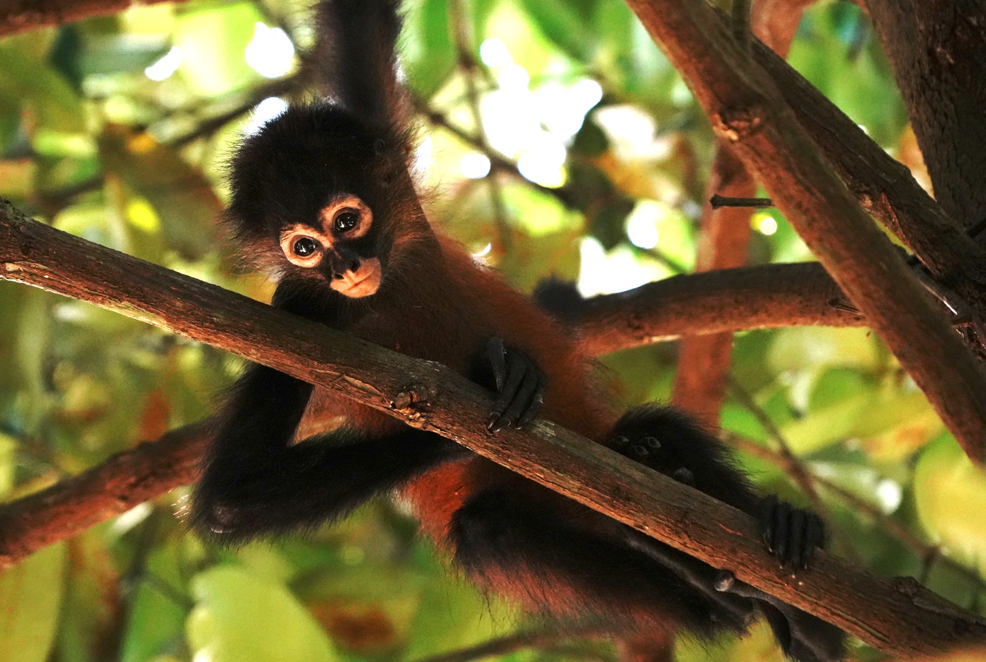 Spider monkey in Costa Rica