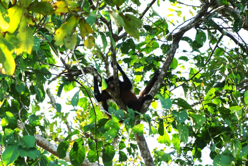 Spider monkey in Costa Rica