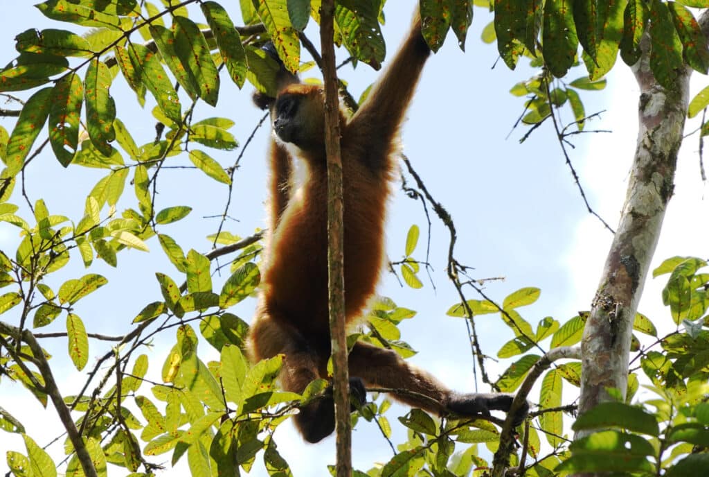 Spider monkey in Costa Rica