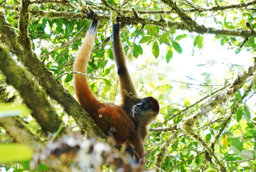 Spider monkey in Costa Rica