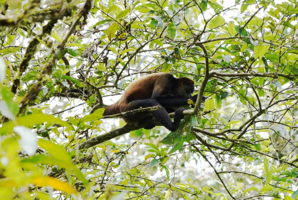 Spider monkey in Costa Rica