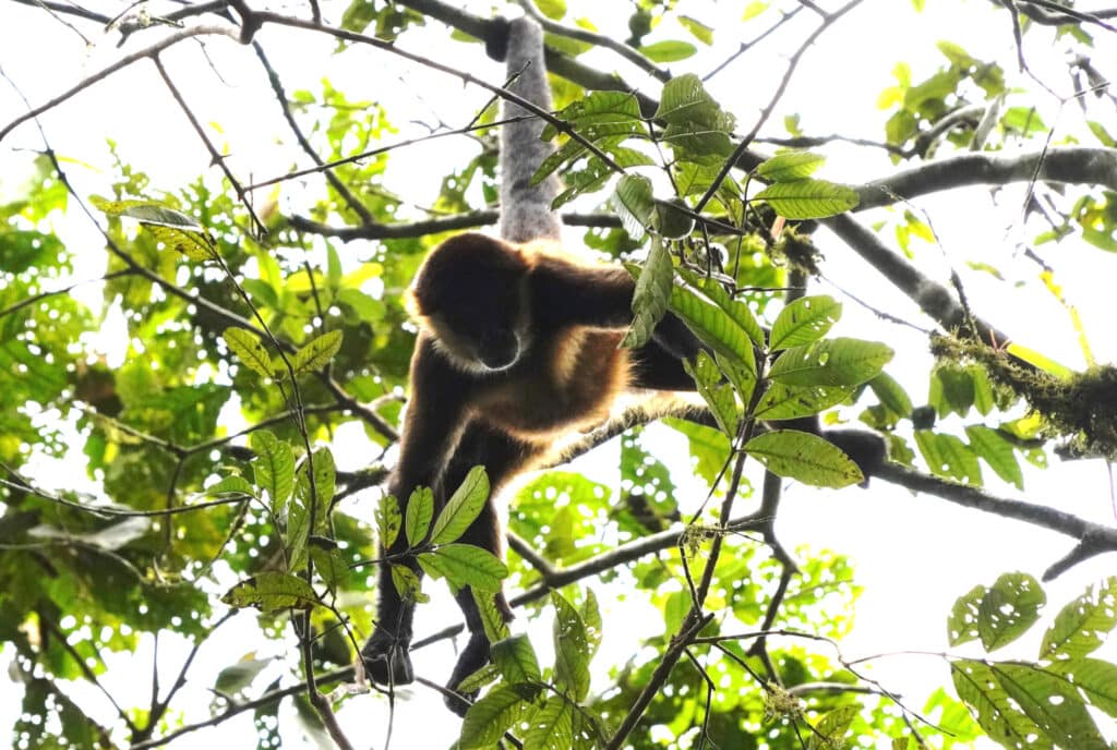 Spider monkey in Costa Rica