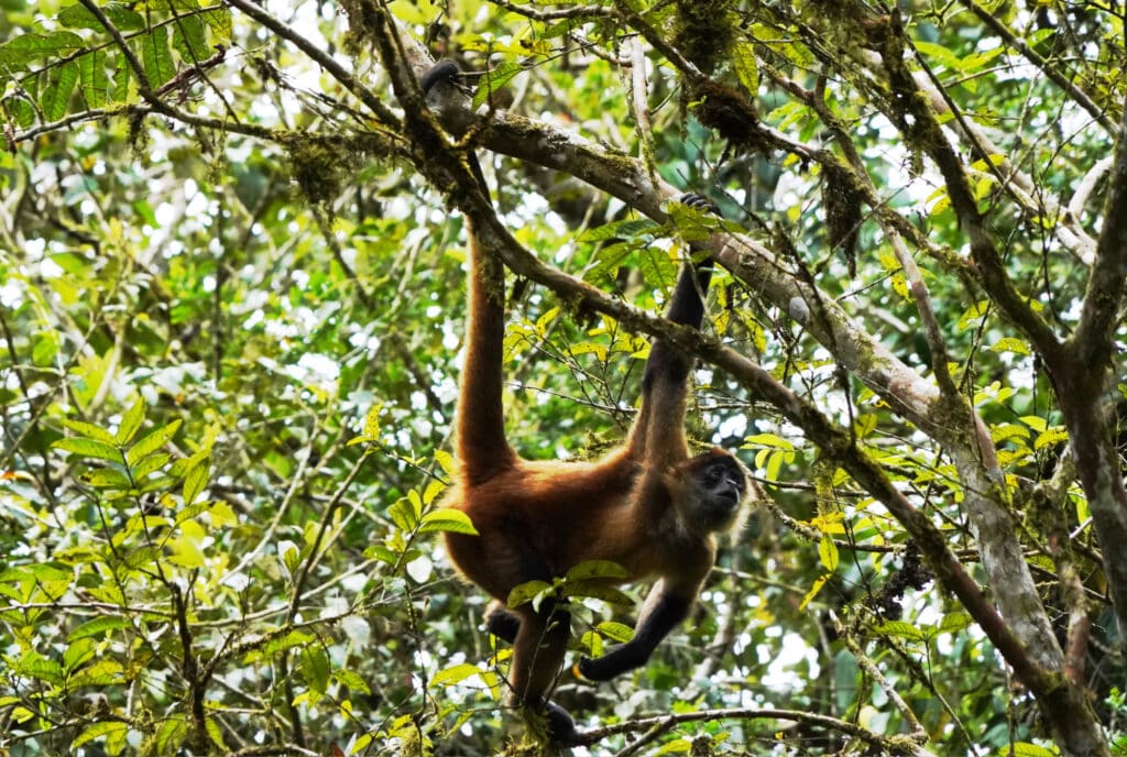 Spider monkey in Costa Rica