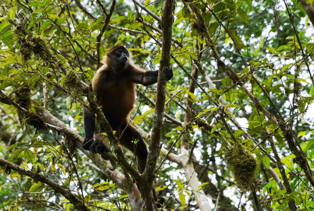 Spider monkey in Costa Rica