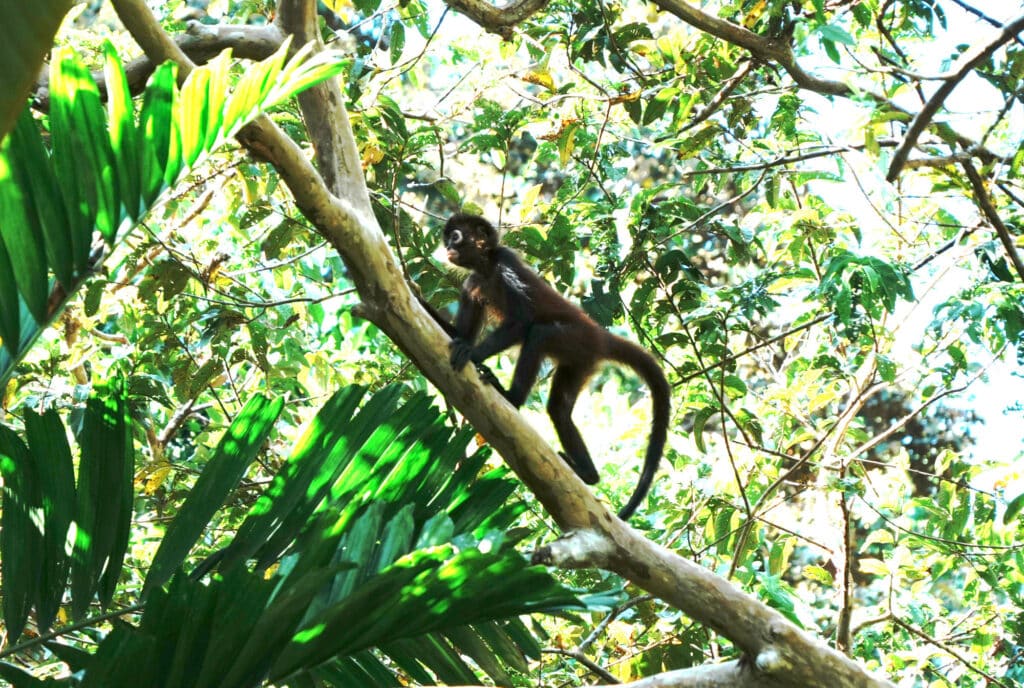 Spider monkey in Costa Rica