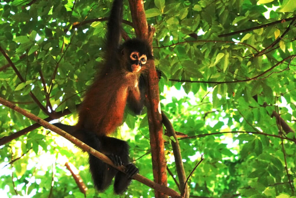 Spider monkey in Costa Rica