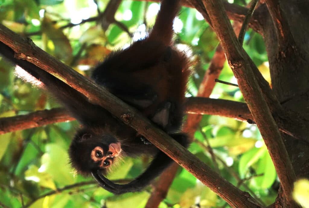Spider monkey in Costa Rica