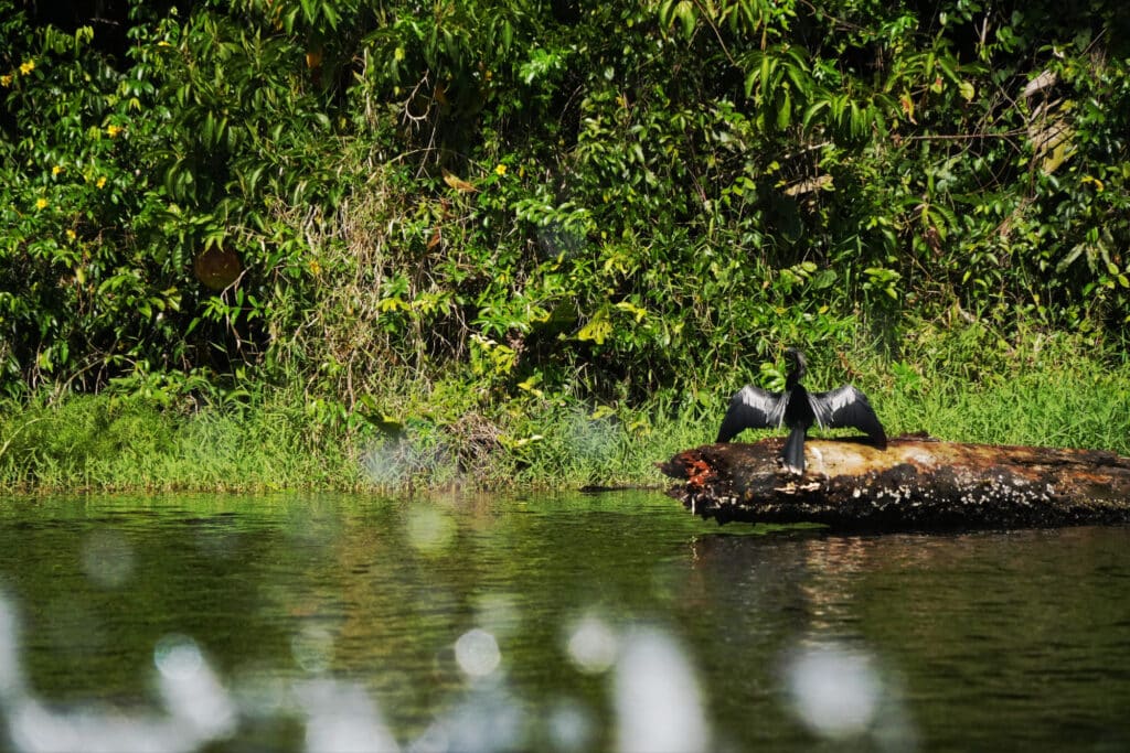 Boat trip to Tortuguero