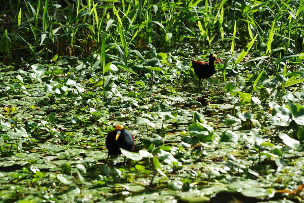 Tortuguero National Park