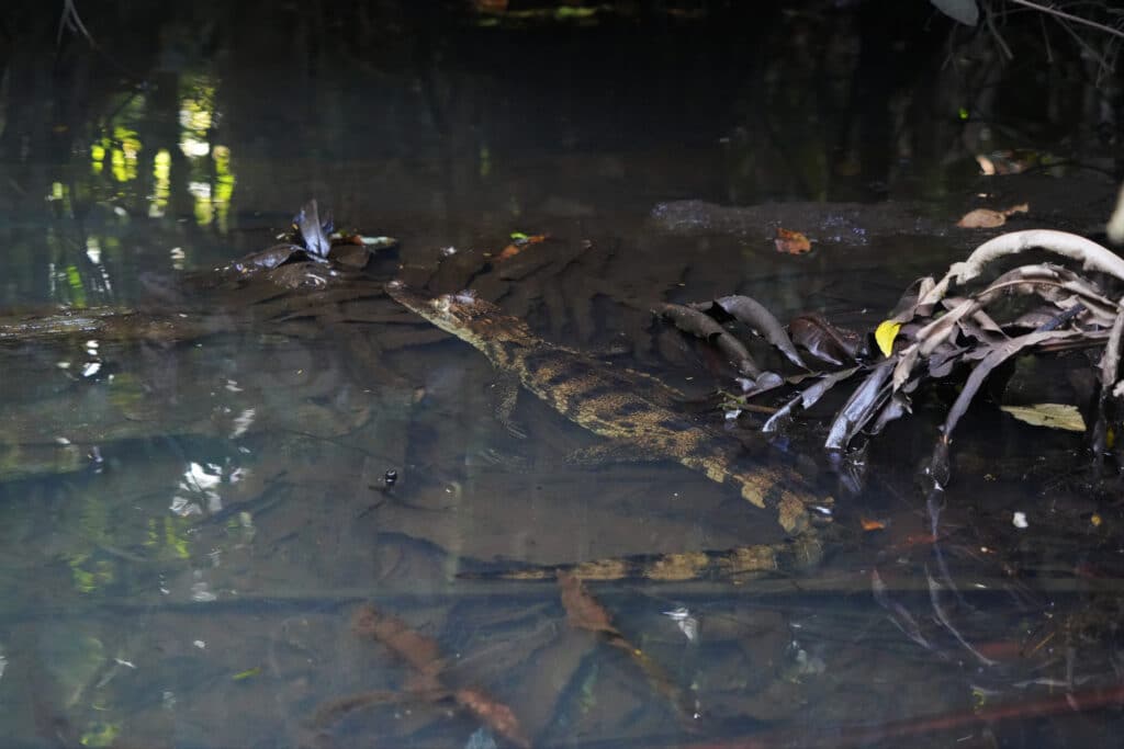 Tortuguero National Park
