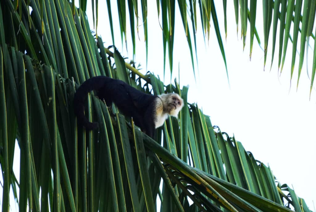 White-faced capuchin monkey in Costa Rica