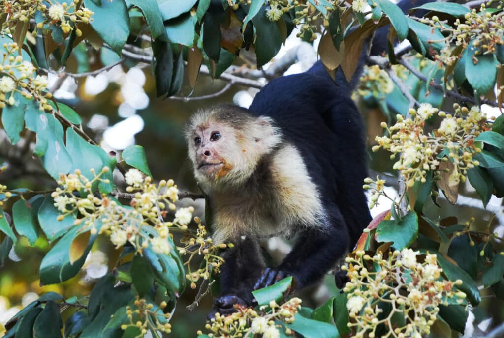 White-faced capuchin monkey in Costa Rica