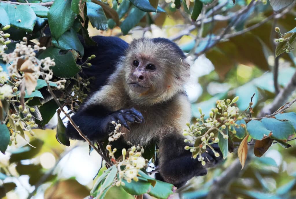 White-faced capuchin monkey in Costa Rica