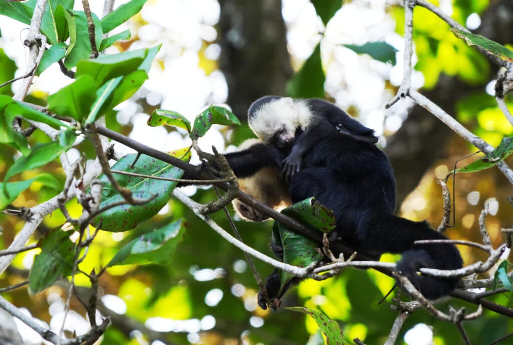 White-faced capuchin monkey in Costa Rica