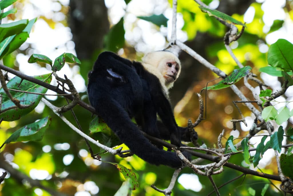 White-faced capuchin monkey in Costa Rica