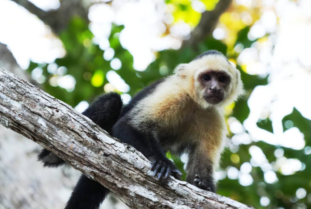 White-faced capuchin monkey in Costa Rica