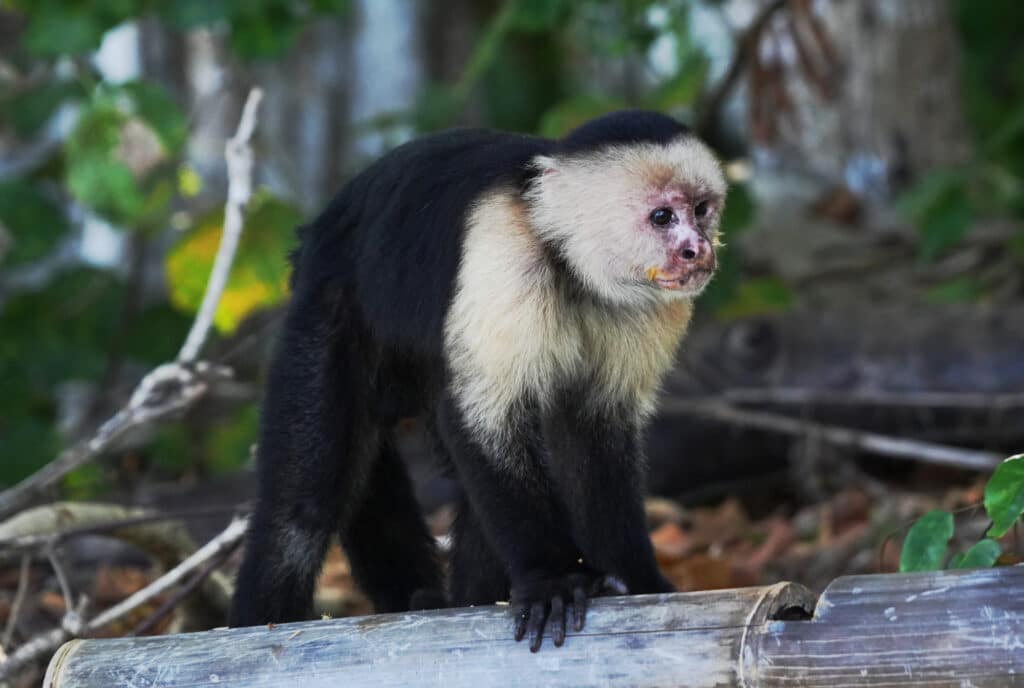 White-faced capuchin monkey in Costa Rica