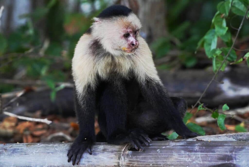 White-faced capuchin monkey in Costa Rica