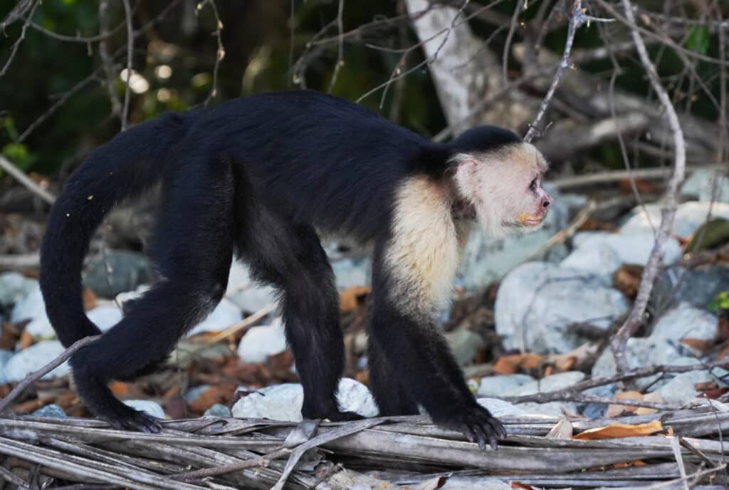 White-faced capuchin monkey in Costa Rica