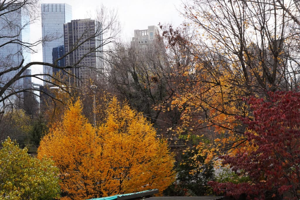 View of Central Park in New York