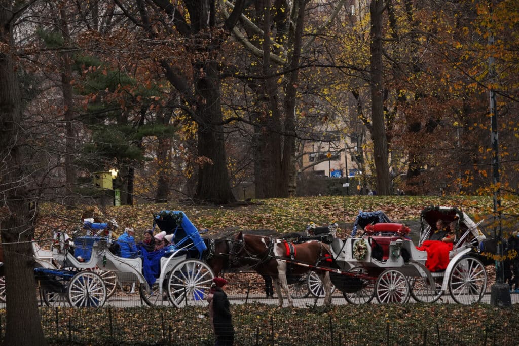Horse carriages at Central Park