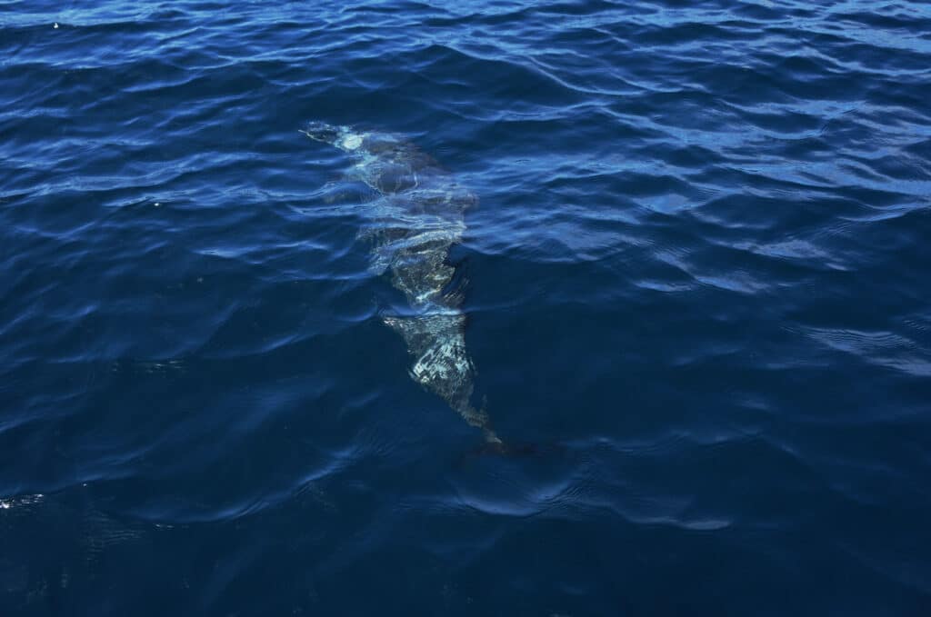 Dolphins
