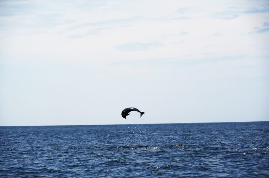 Dolphins