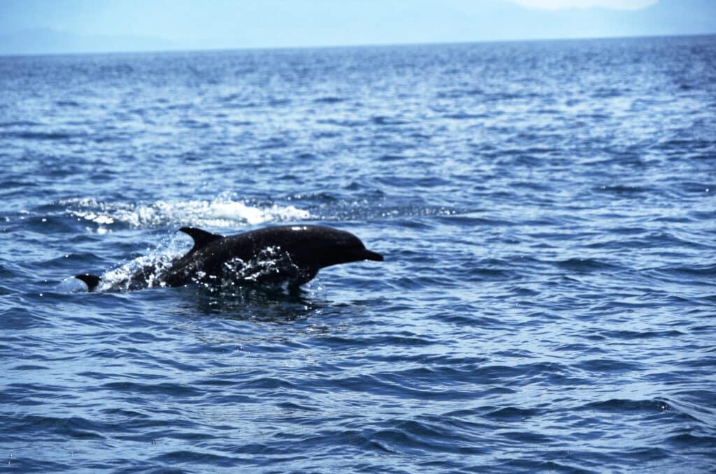 Dolphins