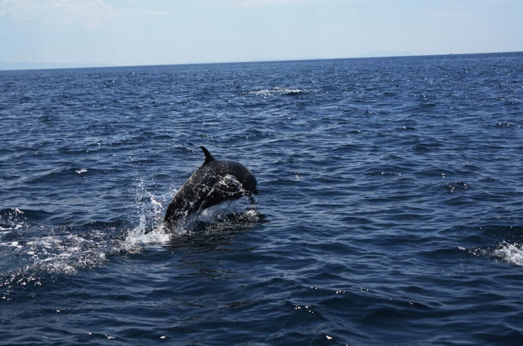 Dolphins