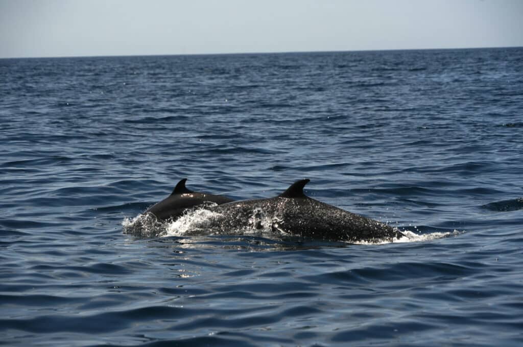 Dolphins