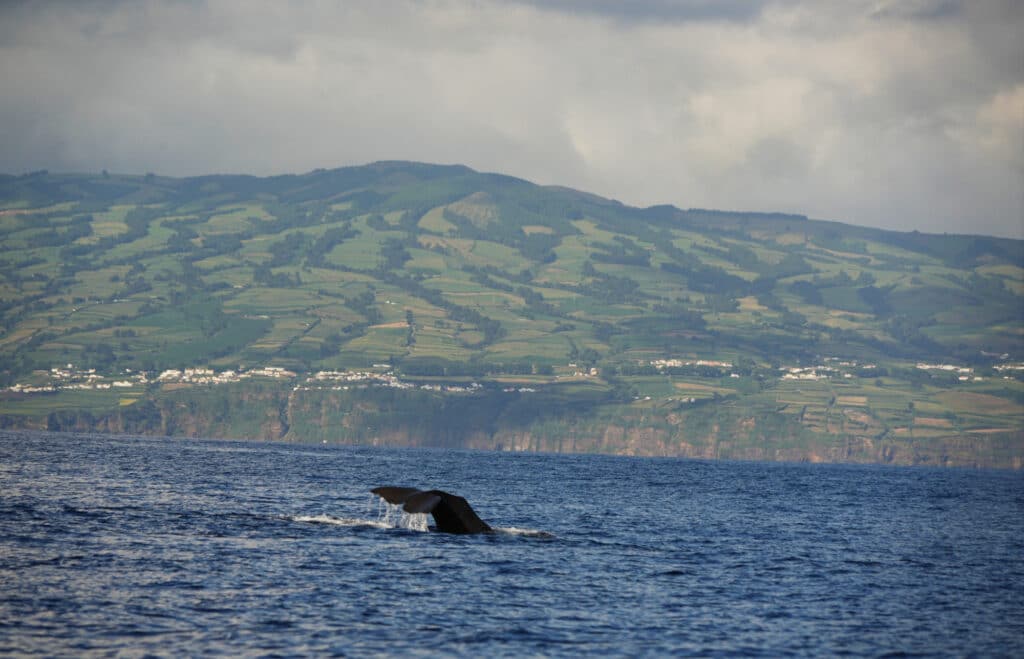 Whale watching