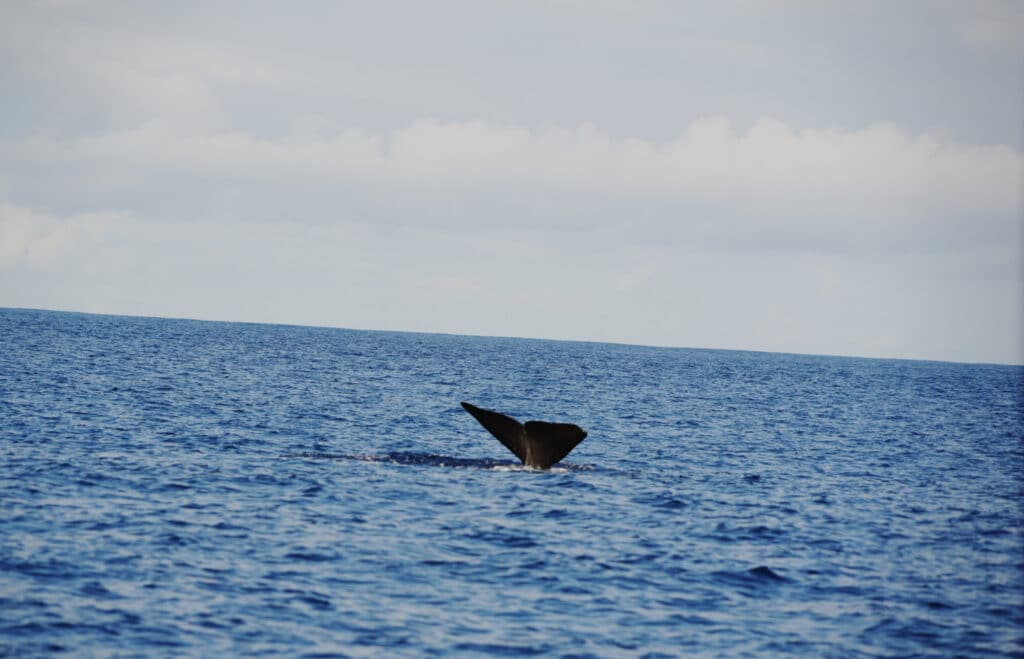 Whale watching