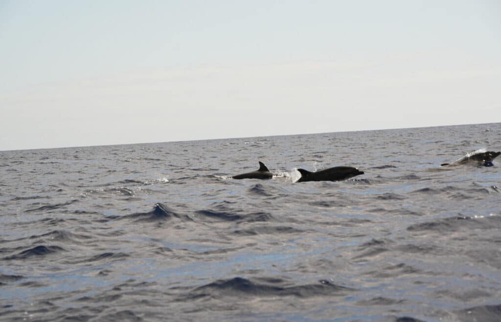 Dolphins