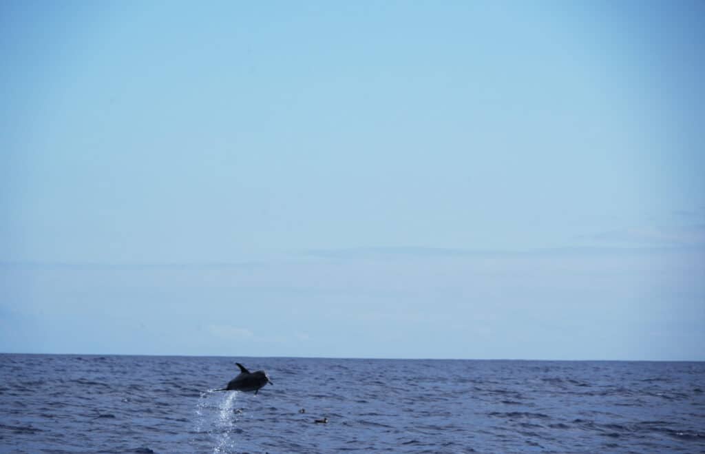 Dolphins