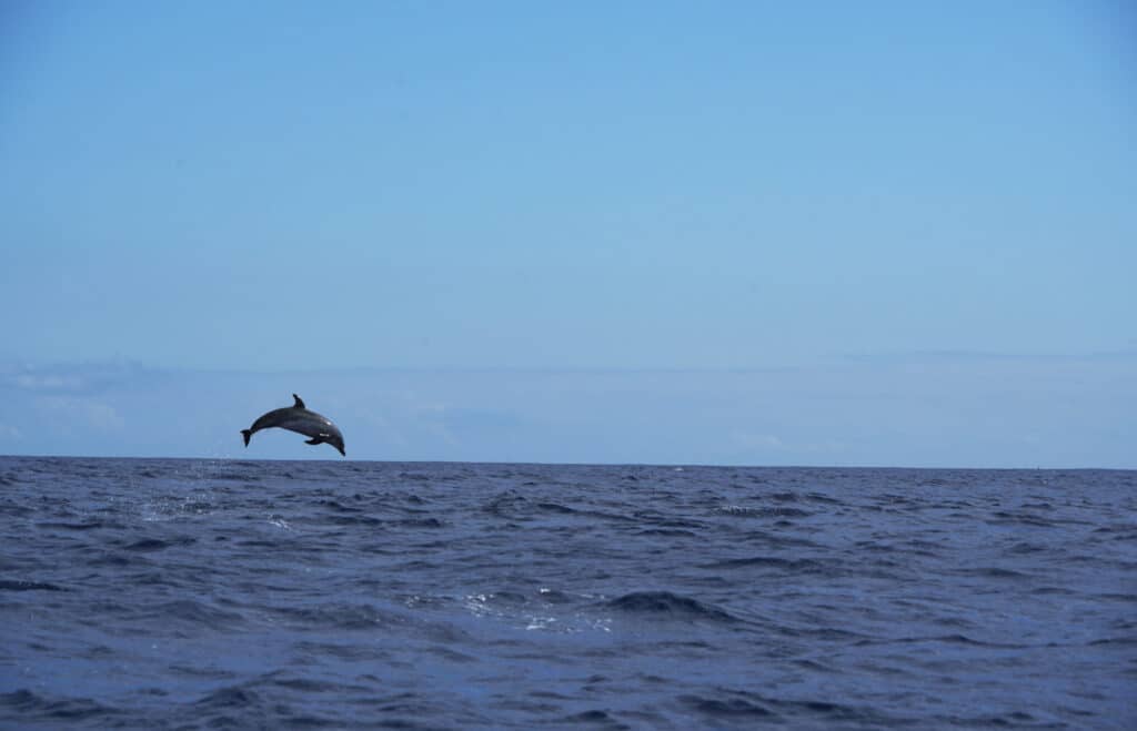 Dolphins