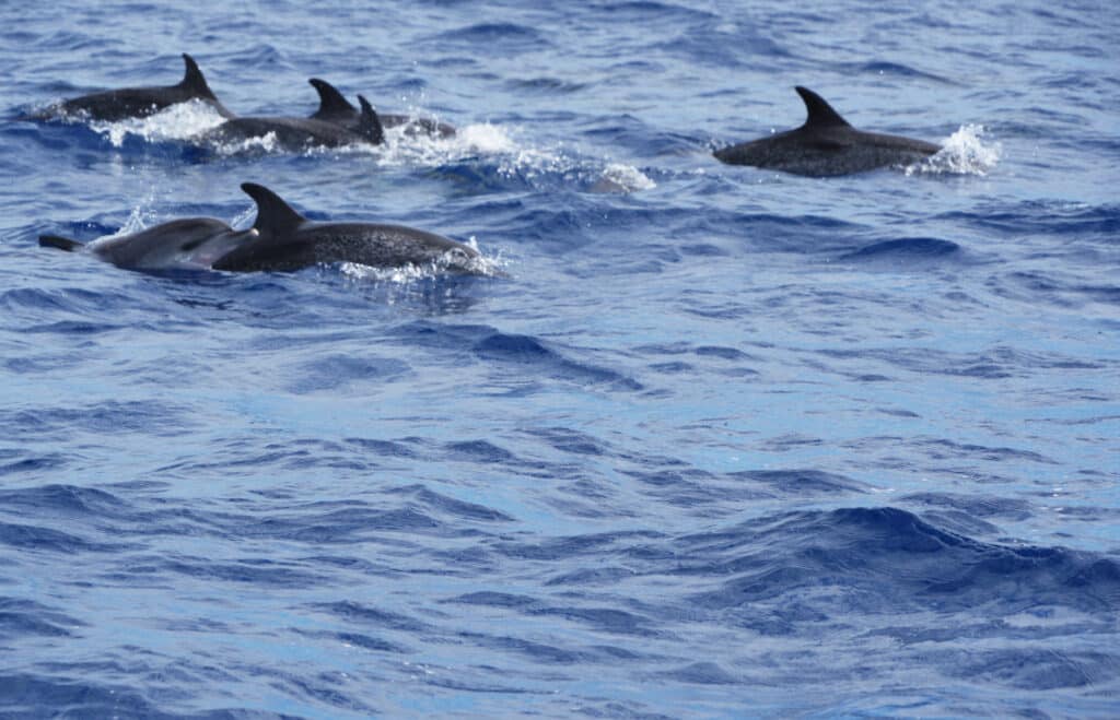 Dolphins