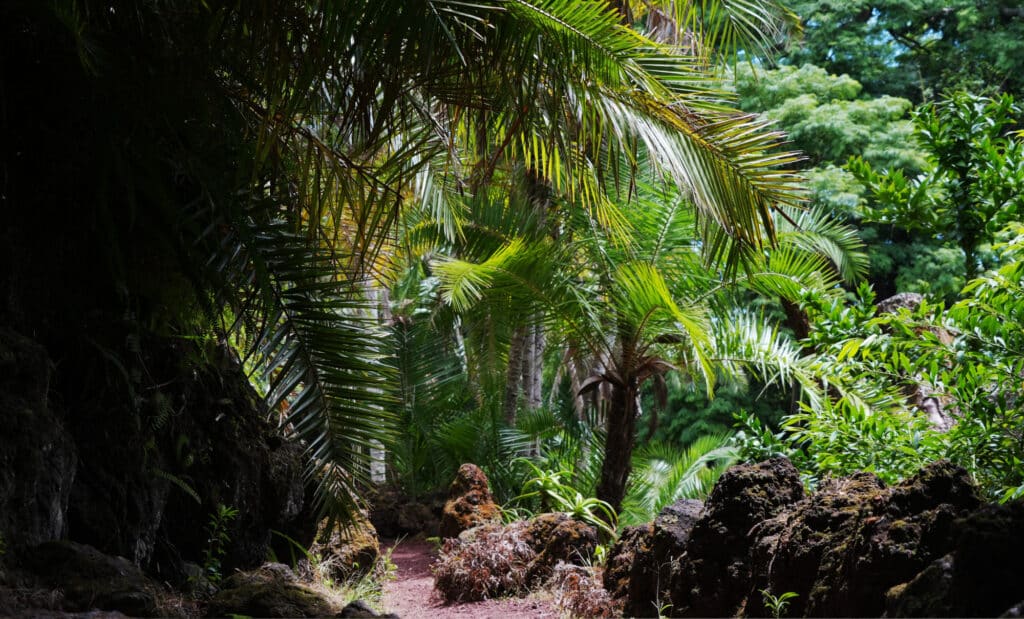 Botanical Garden Antonio Borges