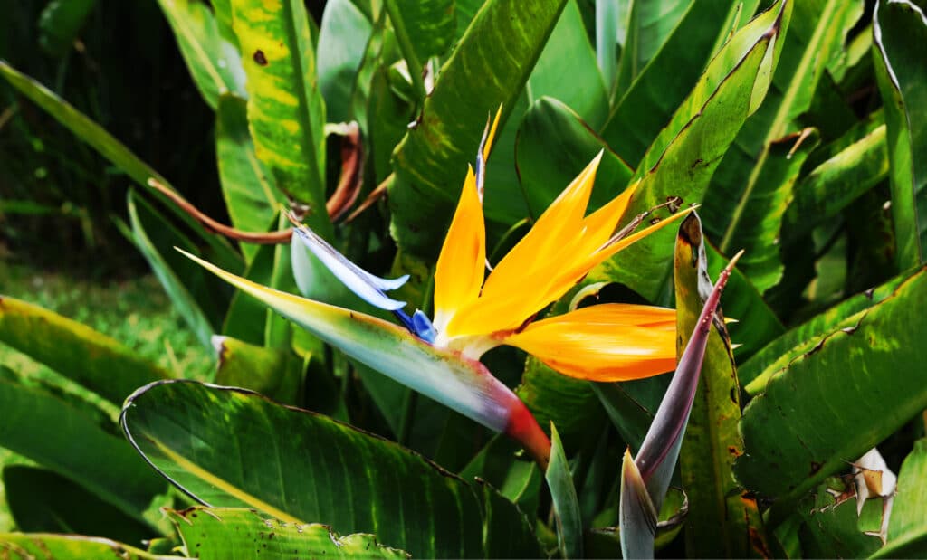 Botanical Garden Antonio Borges