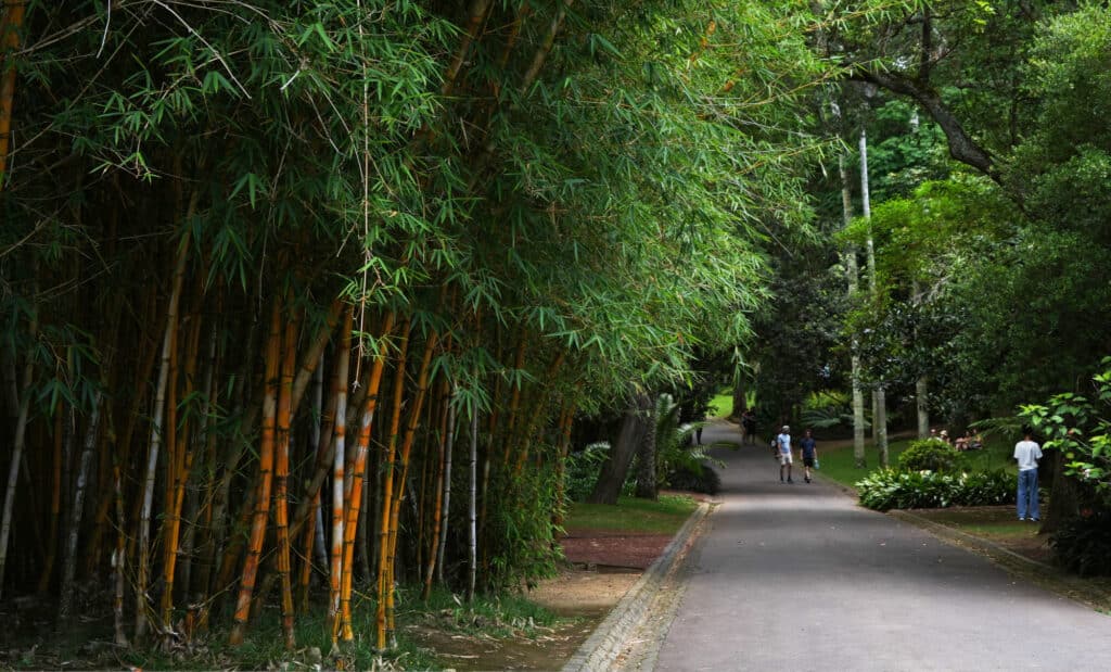 Botanical Garden Antonio Borges