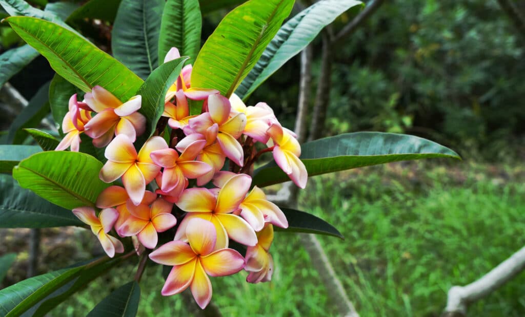 Botanical Garden Jose do Canto