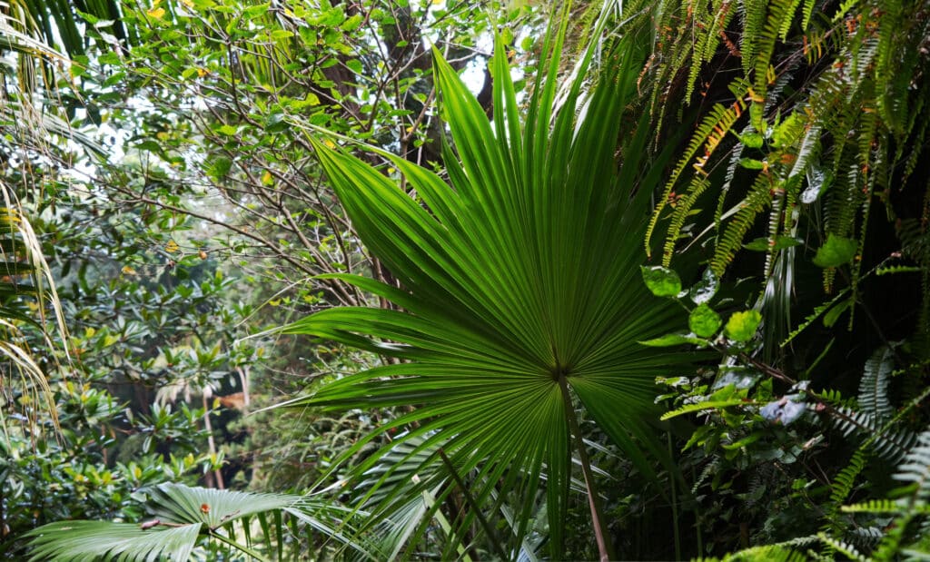 Botanical Garden Jose do Canto
