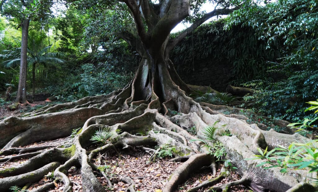 Botanical Garden Jose do Canto