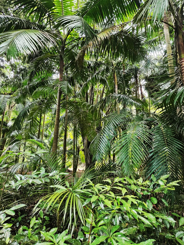Botanical Garden Jose do Canto