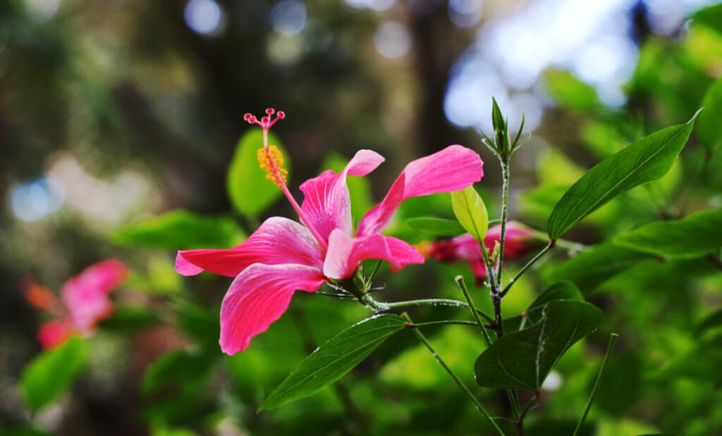 Botanical Garden Jose do Canto