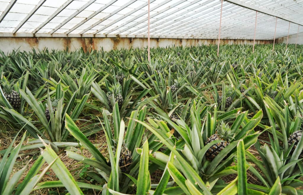 Santo Antonio Pineapple Plantation in Sao Miguel